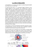 La fecundación es un proceso que supone la unión del espermatozoide con el óvulo. Se da en varias fases: