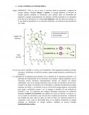FASE LUMINOSA O FOTOQUÍMICA