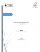 Ensayo de micro y macroentorno