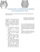 Acumulacion y distribucion de biomasa en los organos de frijol