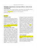 Importancia en los tipos de flores y colores de las cucurbitáceas