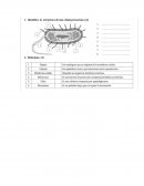 Historia Primer semestre