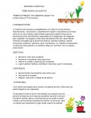 Como nacen las plantas