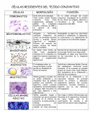 CÉLULAS RESIDENTES DEL TEJIDO CONJUNTIVO