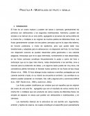 Morfología de fruto y semilla