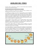 Desarrollo embrionario Análisis del video
