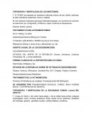 Topografia y morfologia de los micetomas