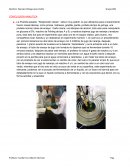 CONCLUSION ANALITICA
