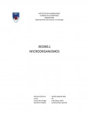 Microorganismos laboratorio