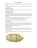 Instalación de vivero