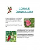 El copihue (Lapageria rosea)