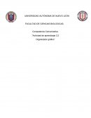 Organizador gráfico coco 3.2