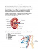 Anatomía del Riñón. Anatomía del Hígado