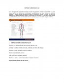 SISTEMA CARDIOVASCULAR