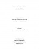 Informe rocas sedimentarias