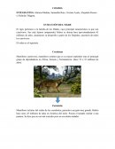 DEBER EVOLUCION DE UN ANIMAL-TIGRE.