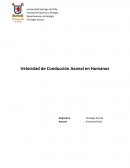 Velocidad de Conducción Axonal en Humanos