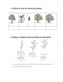 Guía Estructura de las plantas