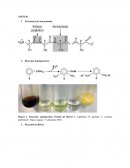 Proteinas y su estructura