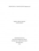 LABORATORIO No. 4 IDENTIFICACION DE Streptococcus sp