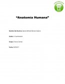 Investigación: Anatomia humana