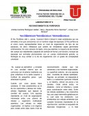 PRACTICA DE LABORATORIO Nº 2 RECONOCIMIENTO DE PORÍFEROS