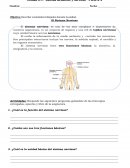 Unidad Nº1: “Sistema locomotor y Nervioso” . Parte Nº2 s/r