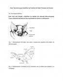 Clave Taxonómica para Identificar las Familias del Orden Chiroptera de Panamá