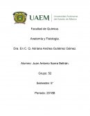 Aparato tergumentario