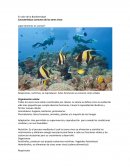 Respiramos, nutrimos, se reproducen. Estas funciones se conocen como vitales