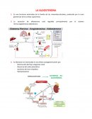 Aldosterona, feocromocitoma e incidentaloma