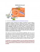 RESPIRACION CELULAR - RESUMEN