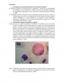 Un poco más de leucocitos