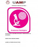 APLICACIÓN DE LA ANATOMIA PATOLOGICA Y FISIOPATOLOGICA EN ENFERMERIA