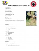 Descripcion: planise rodeada de eucaliptos y tepozan