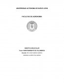 Mantenimiento de telomeros