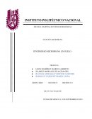 Práctica diversidad en suelo