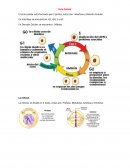 El ciclo celular está formado por 2 partes, estas son: Interfase y División Celular.