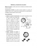 Medidores y transductores de presión