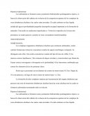 Carbonaatitas