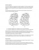 Dominios magnéticos