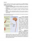 Sistema Nervioso Neuronas