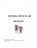 Control sistema muscular humano