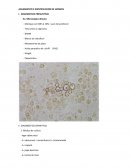 Aislamiento e identificacion de hongos