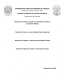 Practica Histologia Coordinación de Docencia