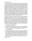 SISTEMA LINFATICO