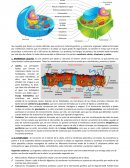 Funciones de los organelos celulares