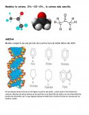 Modelo compacto de una porción de la estructura de doble hélice del ADN.