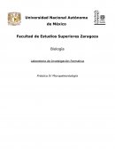 Laboratorio de Investigación Formativa Práctica