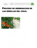 PROCESO DE GERMINACION DE LAS SEMILLAS DEL CHILE.